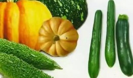 朝堂吃瓜免费的,免费吃瓜，揭秘宫廷秘闻